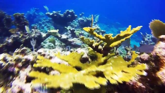 Coral Reef And Amazing Colorful Under Water Life For Relaxation