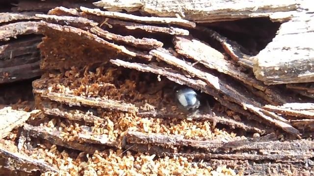 Camponotus Saxatilis (матка) роет себе гнездно