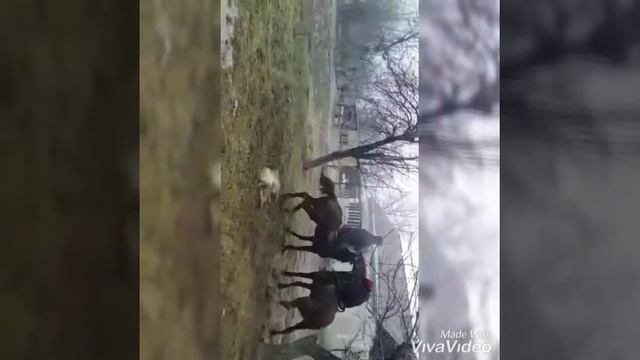 Ахилес бойка кок бору смотреть онлайн