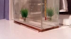 Отсадил огненных барбусов на нерест