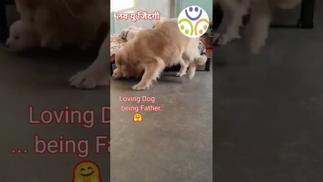 Loving father... Dog 🤗 смотреть онлайн