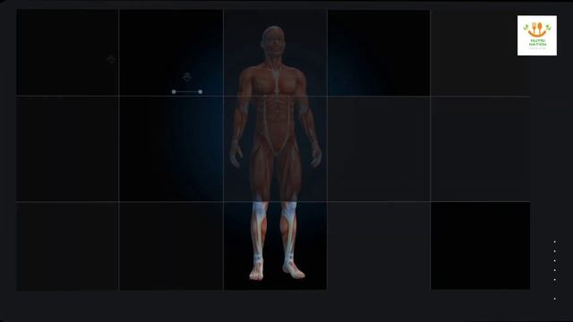 LArginine vs LCitrulline Which Supplement Is Better смотреть онлайн