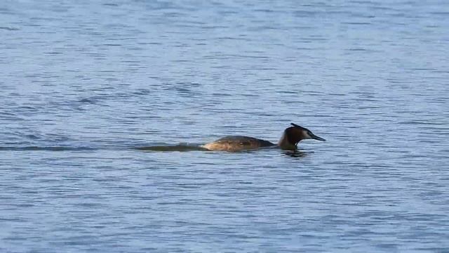 №5003 21 04 2024 На озере смотреть онлайн