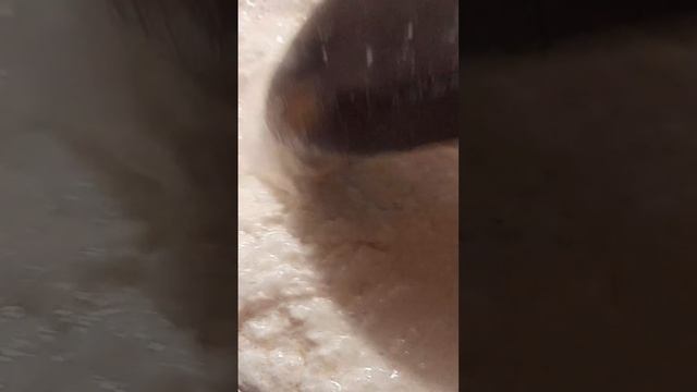 НАСТОЯЩИЙ АДЫГЕЙСКИЙ! НА СЫВОРОТКЕ смотреть онлайн
