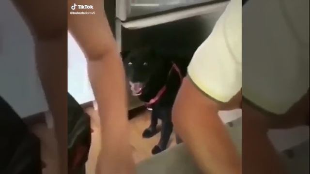 Отрезали голову собаке 😱 смотреть онлайн