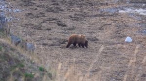 Охота на медведя на побережье Охотского моря