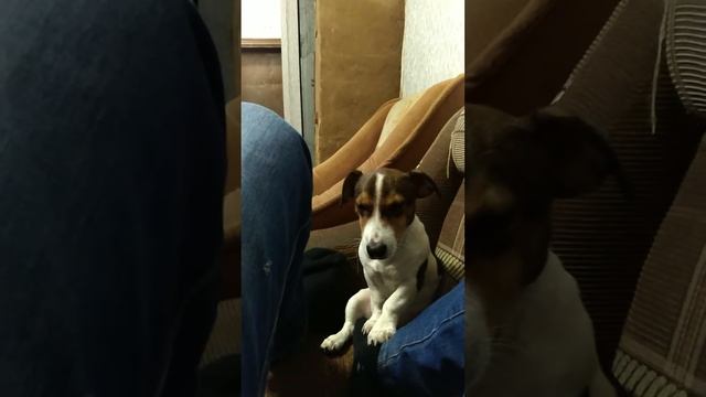 ЗАСНУЛ собака хочет спать смотреть онлайн