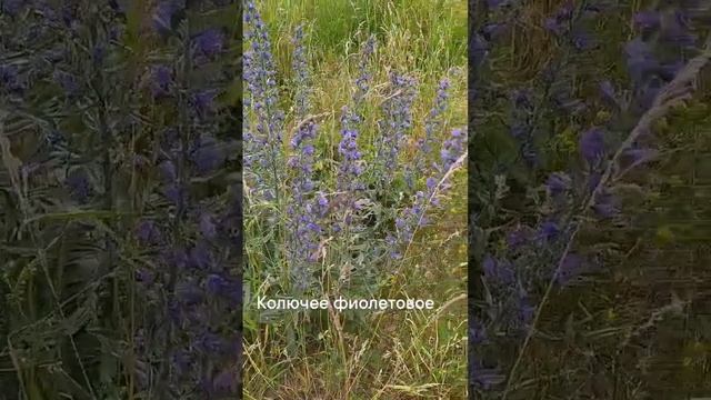 Колючее фиолетовое смотреть онлайн