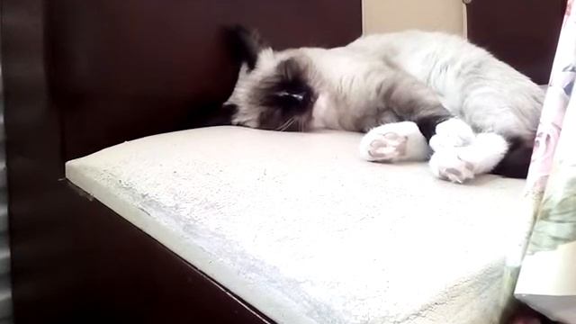 Кот говорит с попугаями