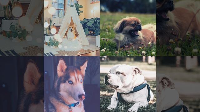 Впечатление (Милые Собаки) смотреть онлайн