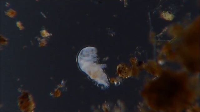 Water Bear in Action смотреть онлайн
