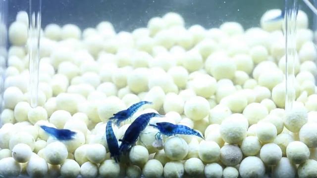 Best Substrate Color for Blue Shrimp смотреть онлайн