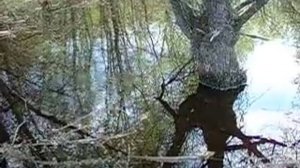 крик ужей в мае