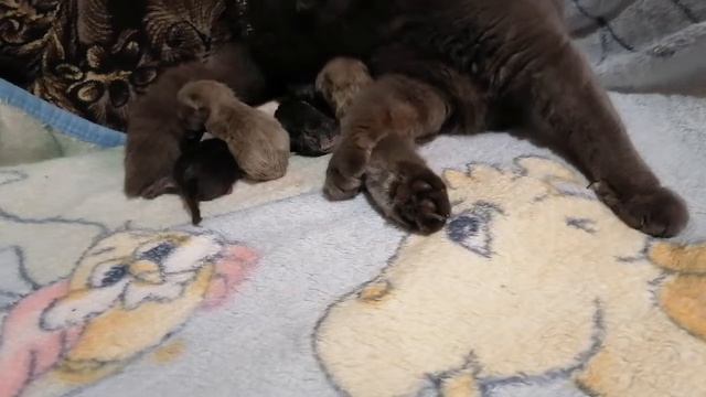 Британские котята... 5 штук🙈 У нас пополнение🤣🙈😭 смотреть онлайн