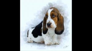 СОБАКА БЫВАЕТ КУСАЧЕЙ ...