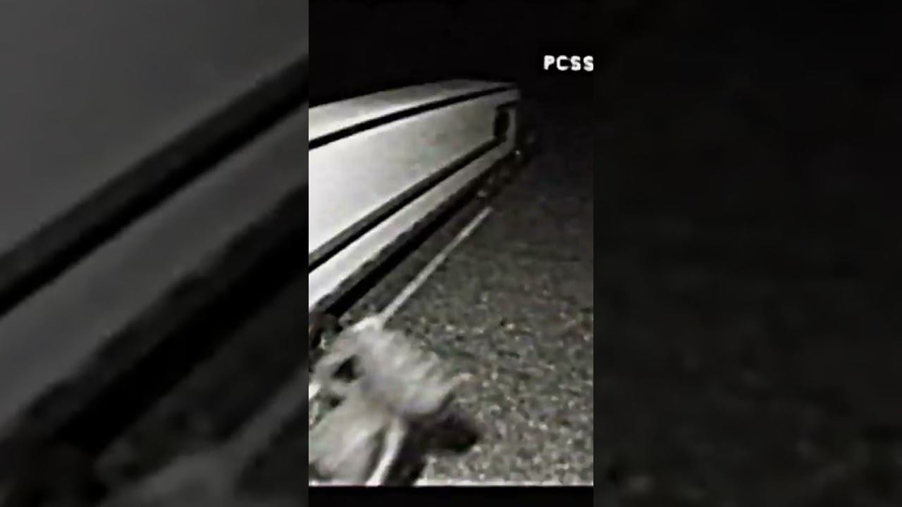 Хаги Ваги сбежал! #shorts смотреть онлайн