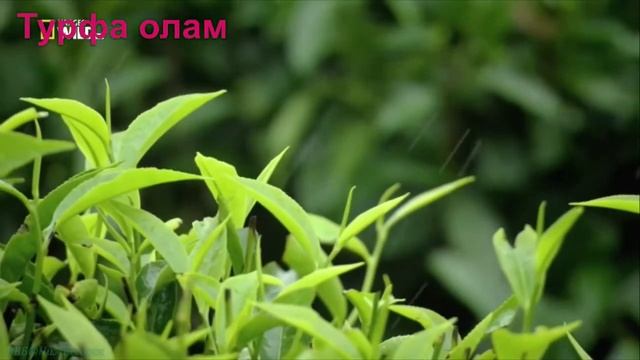 Индийский жунглиси гаройиботи смотреть онлайн