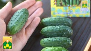 F1 КОЛИБРИ - популярный СУПЕРПУЧКОВЫЙ корнишон! Любимый всеми партенокарпический огурец от "Манул"!