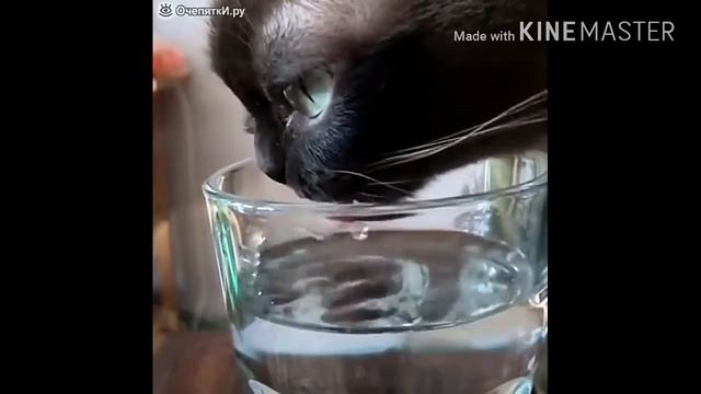 Как кот пьет замедленной съемки воду смотреть онлайн