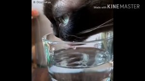 Как кот пьет замедленной съемки воду