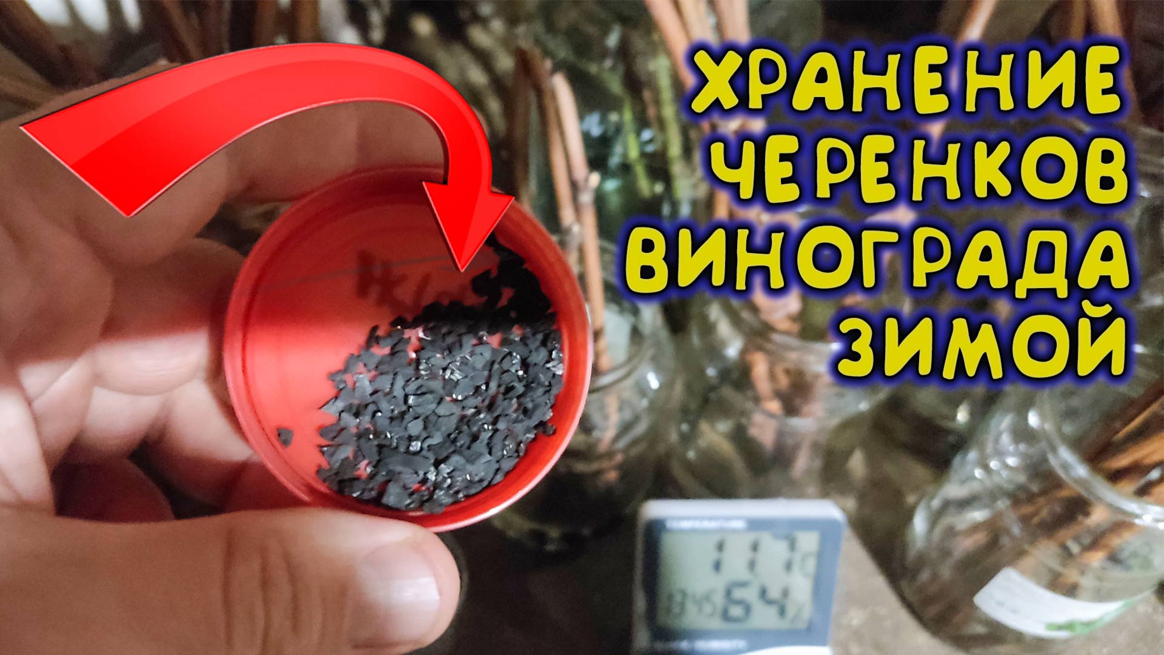 ☝ Лично проверил: так черенки🌱 винограда сохраняются 100% до весны! Простой способ хранения смотреть онлайн