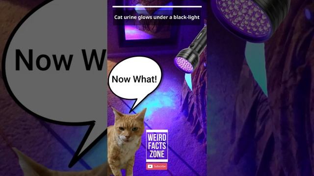 How to find hidden cat urine? смотреть онлайн