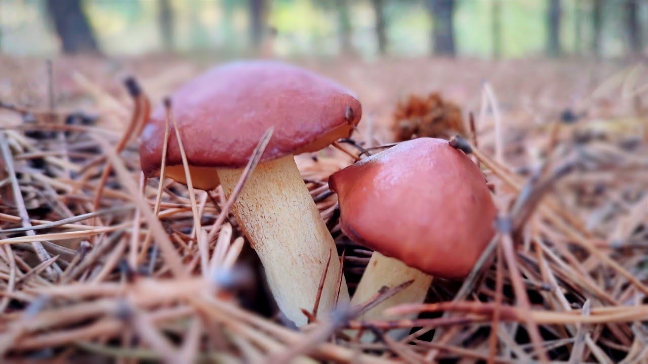 Кто куда, а я по ГРИБЫ))) смотреть онлайн