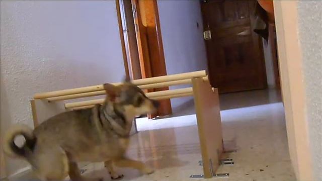 Fotos de mi chucha Siara смотреть онлайн