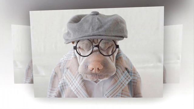 шарпей смотреть онлайн