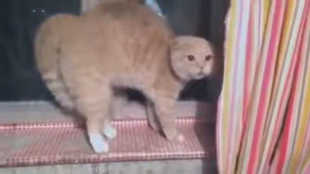 Кот угарно рычит смотреть онлайн