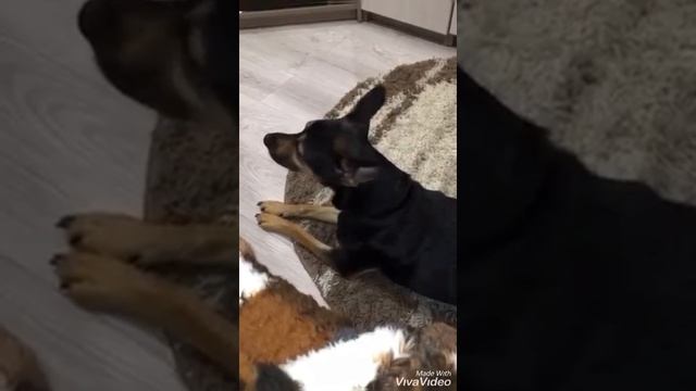 Поющая собака смотреть онлайн