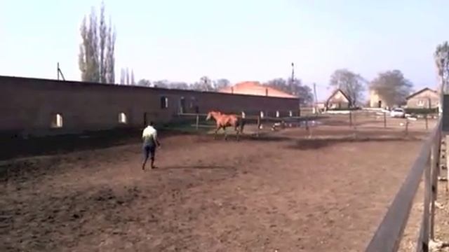 бегают.m4v смотреть онлайн