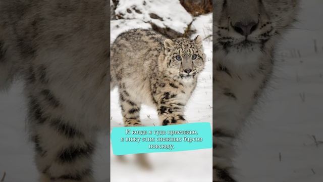 Погрузиться в природу и сохранить мозг смотреть онлайн