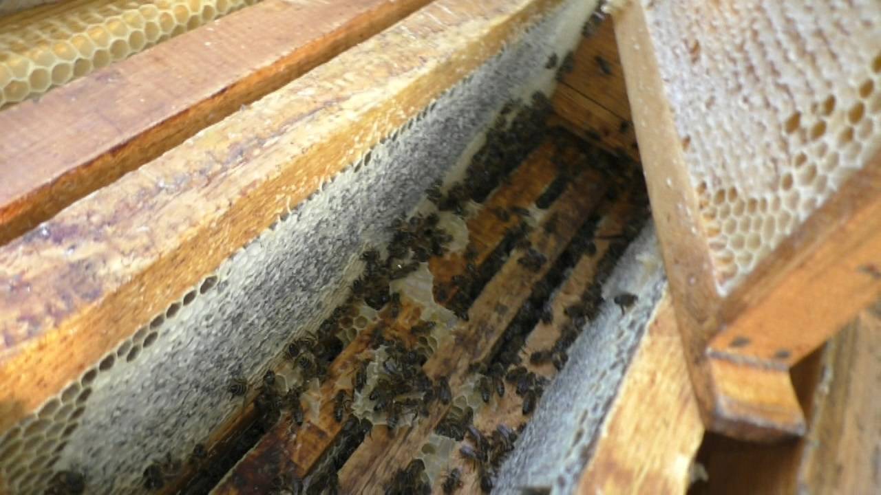 Некоторые итоги пчеловодного сезона 2024 смотреть онлайн