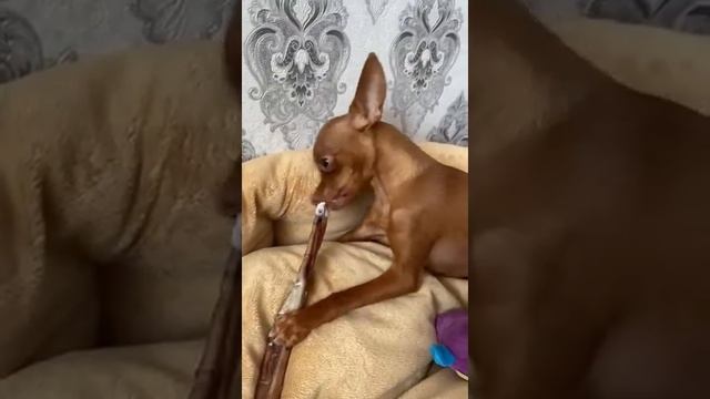 Мини тойчик смотреть онлайн