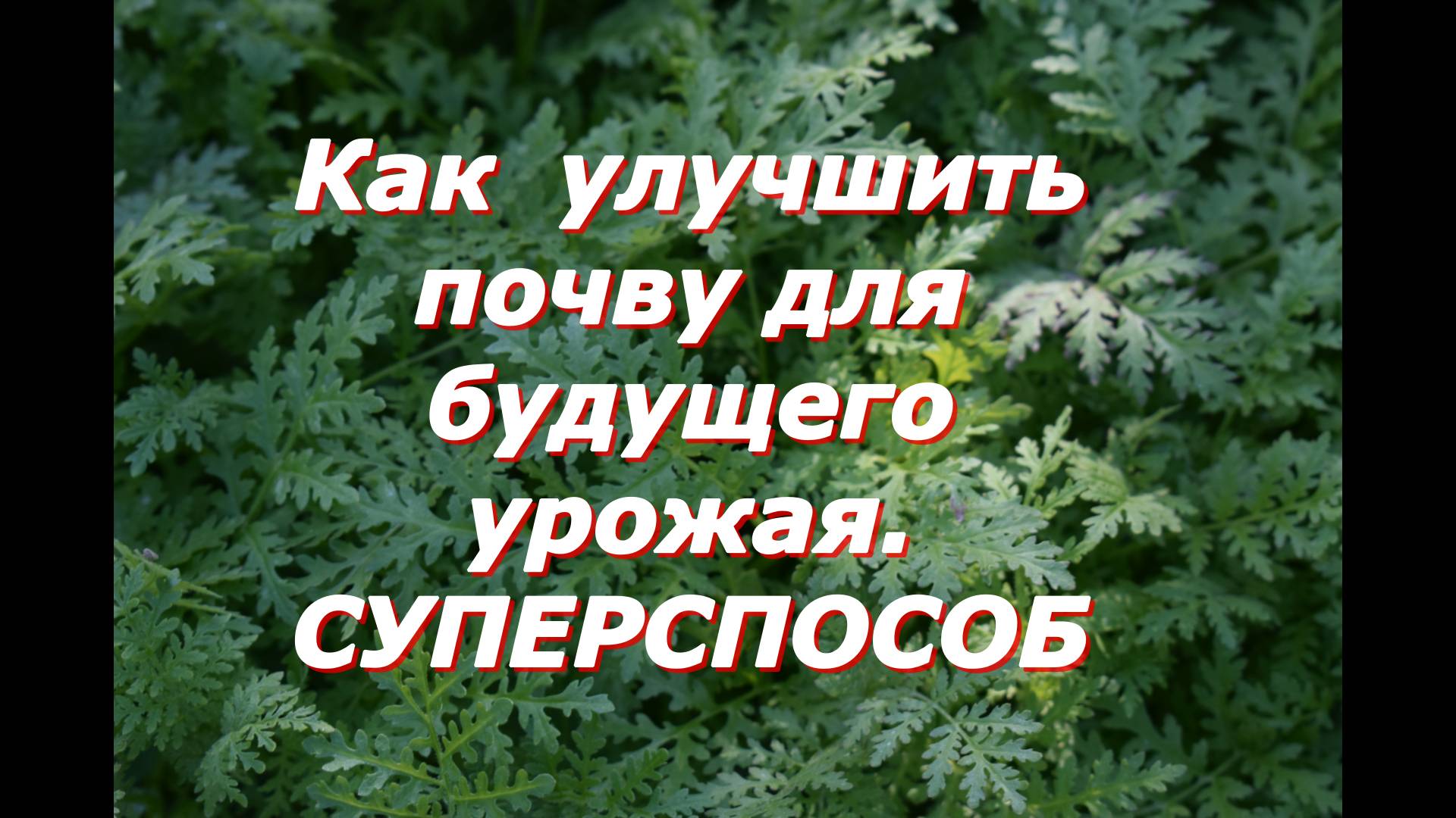 Как улучшаю почву для будущего урожая смотреть онлайн
