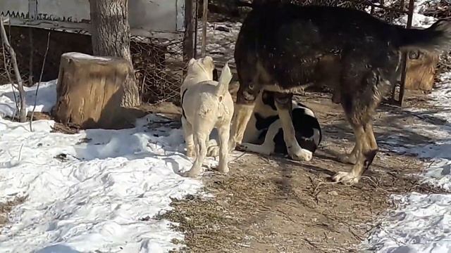 Тобет казакы ит. 87017120272 смотреть онлайн