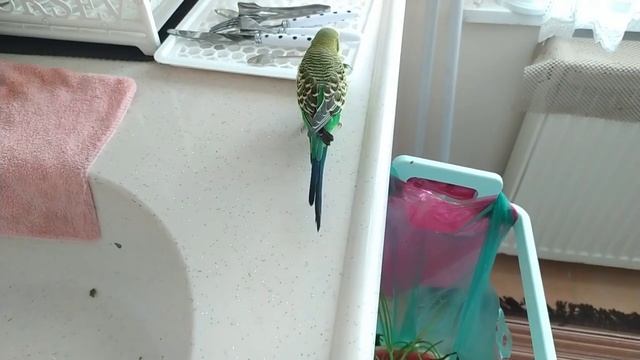 Нарезки✔️Волнистый Попугай Хулиганит ✔️ Попугай говорит ✔️ смотреть онлайн