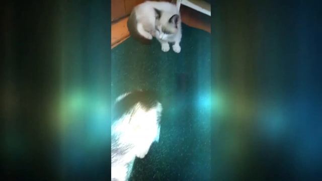 котята подрасли спустя 3 месяца смотреть онлайн