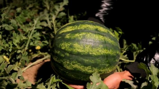 • 🍉 В Узбекистане собрали первый в этом году урожай арбузовфермер Солих Раджабов на своем смотреть онлайн