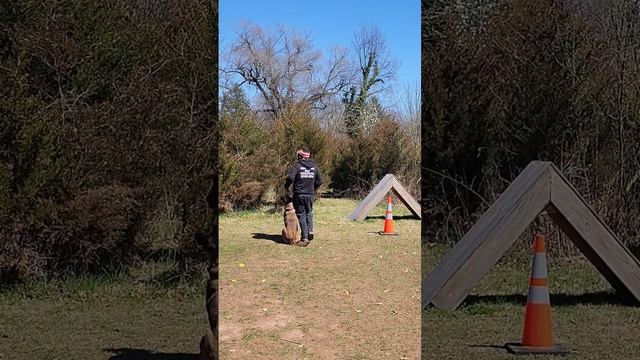 Belgian Malinois Puppy Focused Heel 'Fuss' FULL METAL COLT PATERSON смотреть онлайн