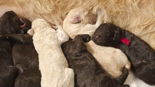 How To Choose a Dog Food | Big Al's смотреть онлайн