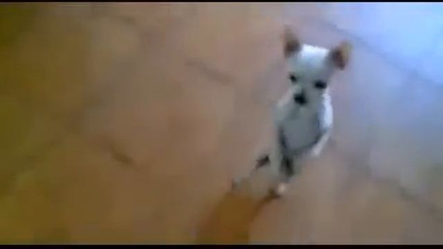 Dog lambada смотреть онлайн