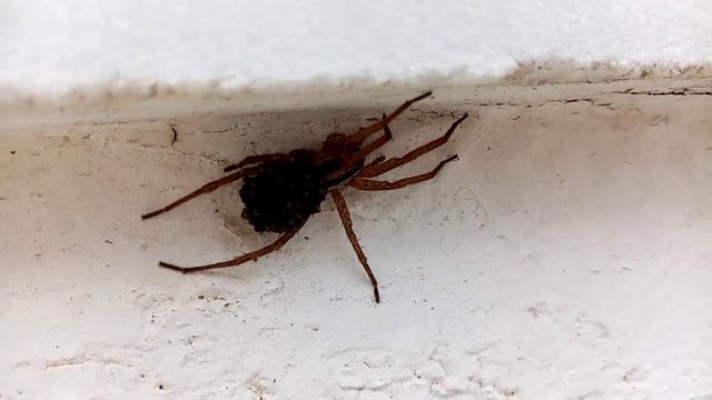 Паучиха с паучатами на теле.