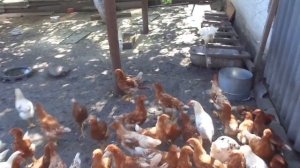 Ломан Браун 4 месяцы