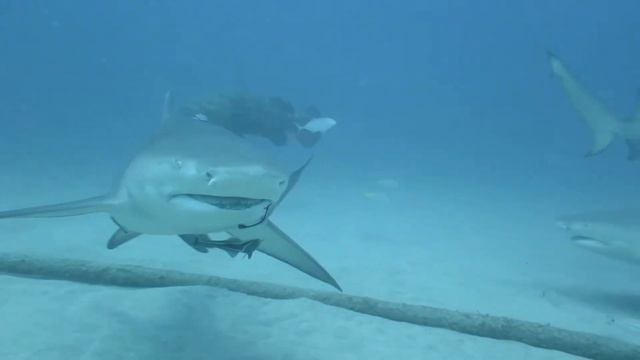 Lemon Shark Dive 2/20/2019 смотреть онлайн