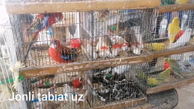 Namangan RMK Qush Bozori