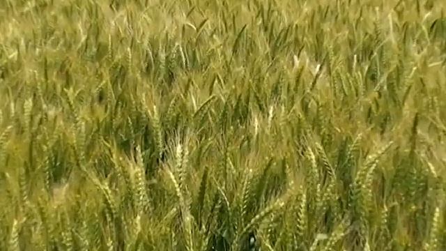 basf pshenica смотреть онлайн