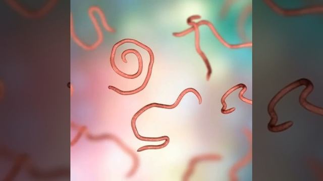 Tìm hiểu về giun đũa смотреть онлайн