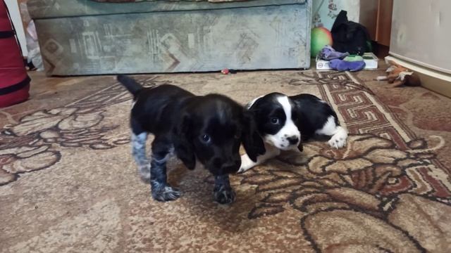 Щенки Русский Охотничий Спаниель смотреть онлайн